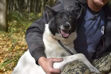 GINA, Hund, Mischlingshund in Russische Föderation - Bild 9