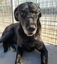 DEMI, Hund, Mischlingshund in Spanien - Bild 10