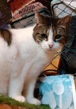 VIOLETA, Katze, Europäisch Kurzhaar in Villmar - Bild 1