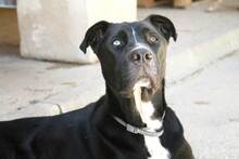 SIMBA, Hund, Mischlingshund in Spanien - Bild 2