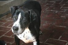 EARL, Hund, Mischlingshund in Spanien - Bild 1