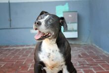 EARL, Hund, Mischlingshund in Spanien - Bild 2