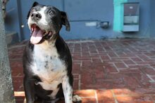 EARL, Hund, Mischlingshund in Spanien - Bild 5
