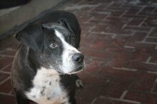 EARL, Hund, Mischlingshund in Spanien - Bild 6