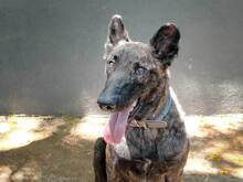 DONA, Hund, Holländischer Schäferhund in Spanien - Bild 5