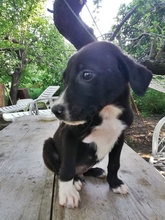 CHARLIE, Hund, Mischlingshund in Bulgarien - Bild 3