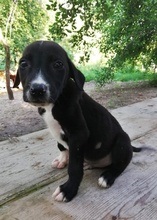 CHARLIE, Hund, Mischlingshund in Bulgarien - Bild 4