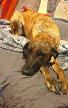 NIZA, Hund, Galgo Español-Mix in Sehnde - Bild 5