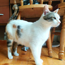 MIA, Katze, Hauskatze in Bulgarien - Bild 1