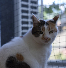MIA, Katze, Hauskatze in Bulgarien - Bild 13