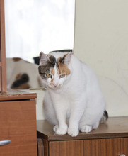 MIA, Katze, Hauskatze in Bulgarien - Bild 14