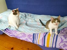 MIA, Katze, Hauskatze in Bulgarien - Bild 5