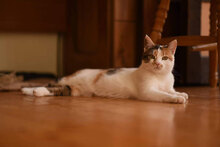 MIA, Katze, Hauskatze in Bulgarien - Bild 6
