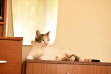 MIA, Katze, Hauskatze in Bulgarien - Bild 7