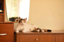 MIA, Katze, Hauskatze in Bulgarien - Bild 8