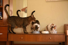 MIA, Katze, Hauskatze in Bulgarien - Bild 9