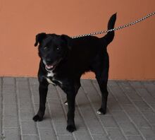 GARAS, Hund, Mischlingshund in Ungarn - Bild 2