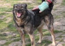 CHERRY, Hund, Mischlingshund in Ungarn - Bild 1