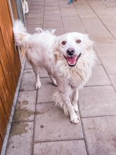 ARMANI, Hund, Mischlingshund in Schiffweiler - Bild 3