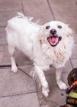 ARMANI, Hund, Mischlingshund in Schiffweiler - Bild 4
