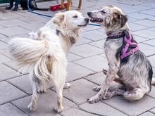 ARMANI, Hund, Mischlingshund in Schiffweiler - Bild 5