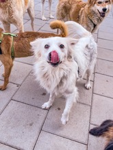 ARMANI, Hund, Mischlingshund in Schiffweiler - Bild 7