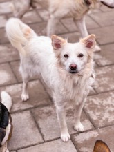 ARMANI, Hund, Mischlingshund in Schiffweiler - Bild 9