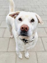 MAESTRO, Hund, Mischlingshund in Slowakische Republik - Bild 1
