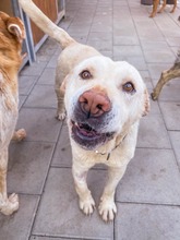 MAESTRO, Hund, Mischlingshund in Slowakische Republik - Bild 10