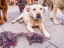 MAESTRO, Hund, Mischlingshund in Slowakische Republik - Bild 12