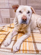 MAESTRO, Hund, Mischlingshund in Slowakische Republik - Bild 14