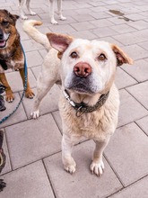 MAESTRO, Hund, Mischlingshund in Slowakische Republik - Bild 16