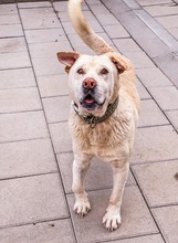 MAESTRO, Hund, Mischlingshund in Slowakische Republik - Bild 17