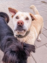 MAESTRO, Hund, Mischlingshund in Slowakische Republik - Bild 18