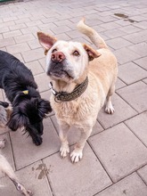 MAESTRO, Hund, Mischlingshund in Slowakische Republik - Bild 19
