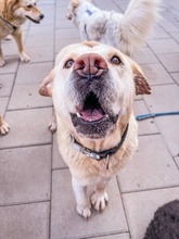 MAESTRO, Hund, Mischlingshund in Slowakische Republik - Bild 20