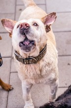 MAESTRO, Hund, Mischlingshund in Slowakische Republik - Bild 21