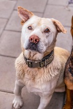 MAESTRO, Hund, Mischlingshund in Slowakische Republik - Bild 26