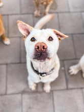 MAESTRO, Hund, Mischlingshund in Slowakische Republik - Bild 33