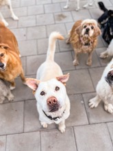 MAESTRO, Hund, Mischlingshund in Slowakische Republik - Bild 34