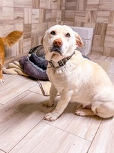 MAESTRO, Hund, Mischlingshund in Slowakische Republik - Bild 4
