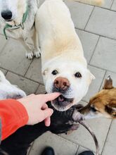 MAESTRO, Hund, Mischlingshund in Slowakische Republik - Bild 40