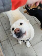MAESTRO, Hund, Mischlingshund in Slowakische Republik - Bild 41