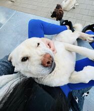 MAESTRO, Hund, Mischlingshund in Slowakische Republik - Bild 43