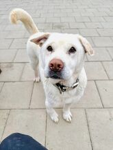 MAESTRO, Hund, Mischlingshund in Slowakische Republik - Bild 44