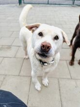 MAESTRO, Hund, Mischlingshund in Slowakische Republik - Bild 45