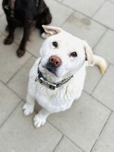 MAESTRO, Hund, Mischlingshund in Slowakische Republik - Bild 47
