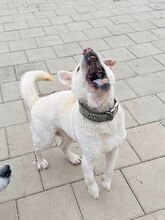 MAESTRO, Hund, Mischlingshund in Slowakische Republik - Bild 48