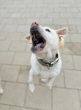 MAESTRO, Hund, Mischlingshund in Slowakische Republik - Bild 49