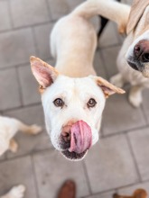 MAESTRO, Hund, Mischlingshund in Slowakische Republik - Bild 5